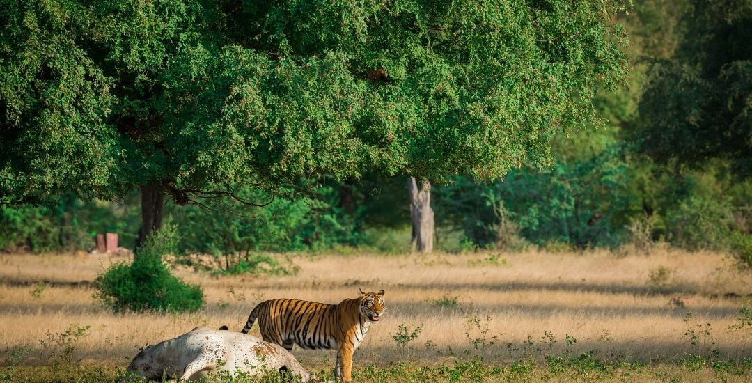 Ranthambore National Park