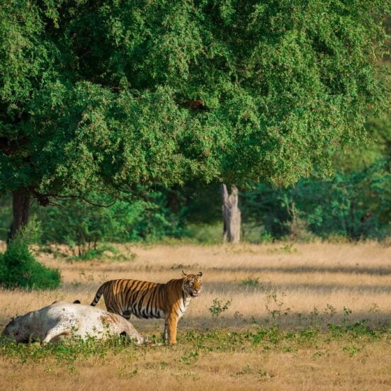 Ranthambore National Park