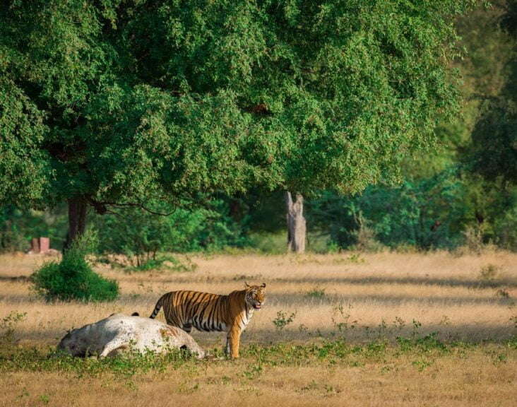 Ranthambore National Park
