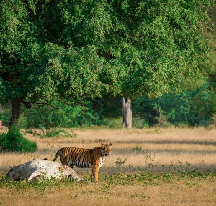 Ranthambore National Park