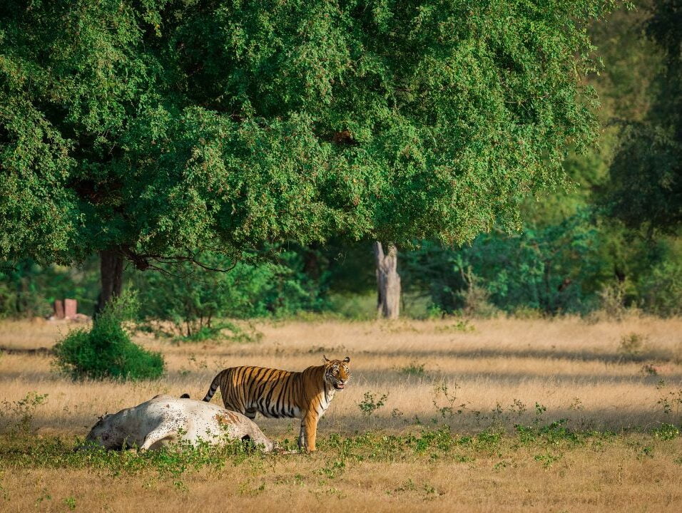 Ranthambore National Park
