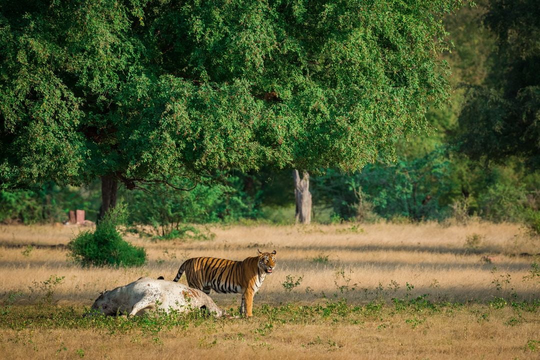 Ranthambore National Park